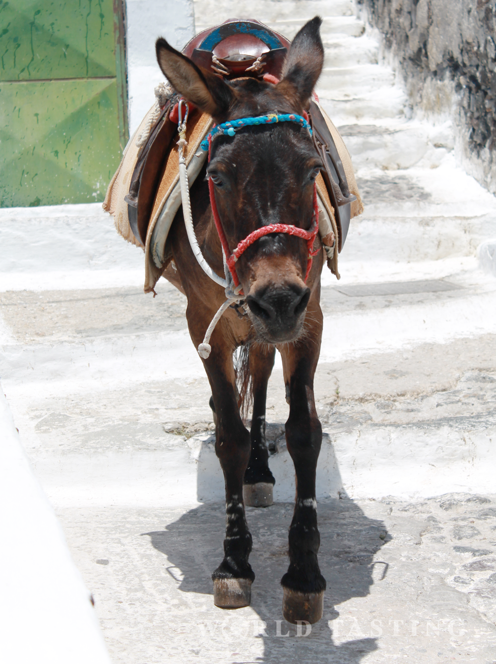 The donkeys are one of the main transportation means on the island of Santorini